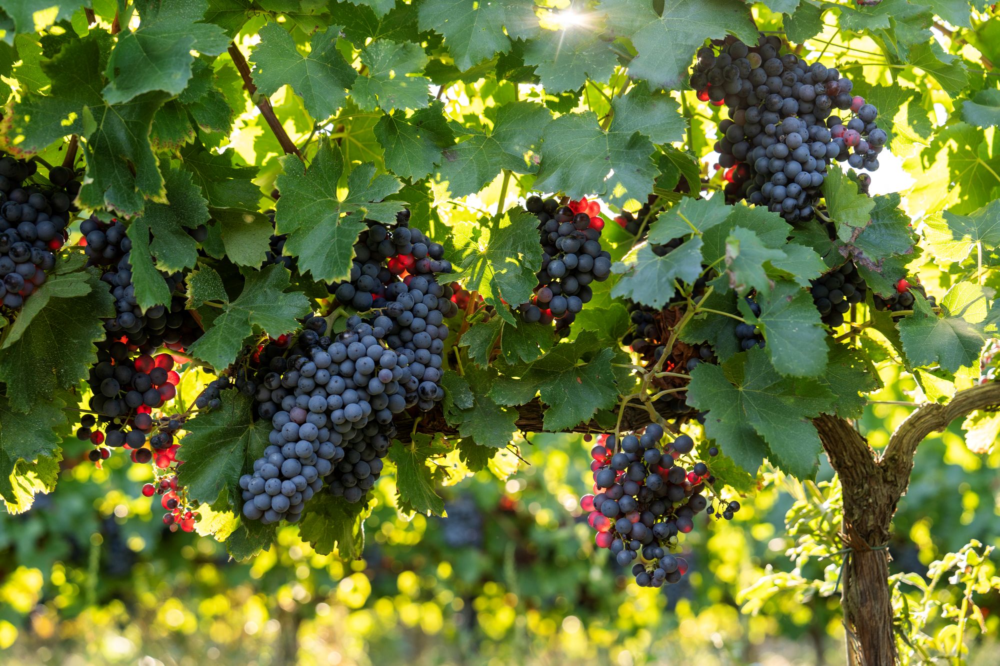 El Parc Agrari de la Conca d’Òdena impulsa cinc tallers participatius per definir el futur Pla Alimentari