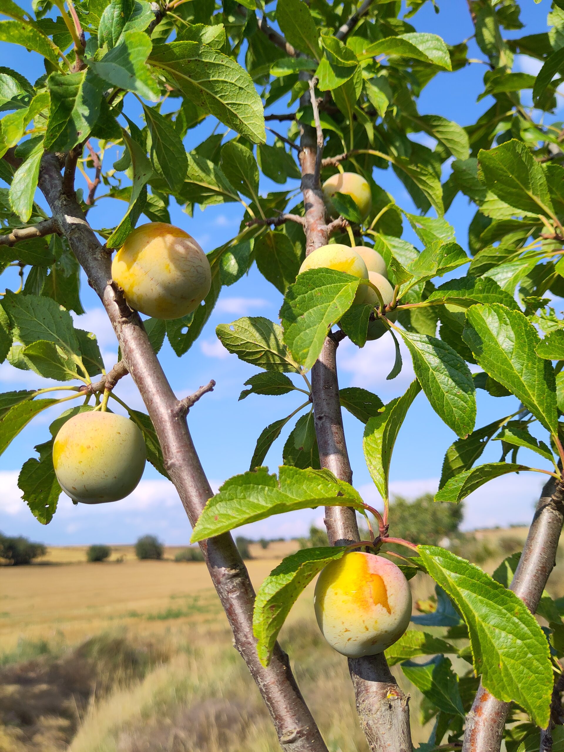 L’Arborètum de l’Anoia